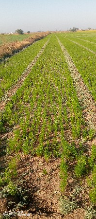 જમીન વેસવાની છે