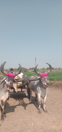 બડદવેછવાનાછે