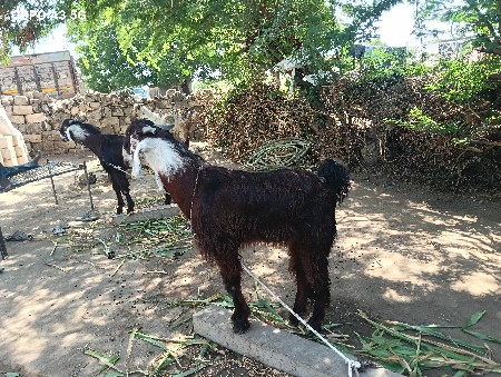 3 બકરા  દેવાના છે