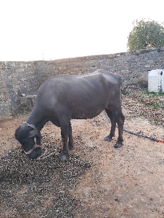 ખડેલી વેચવાની છે