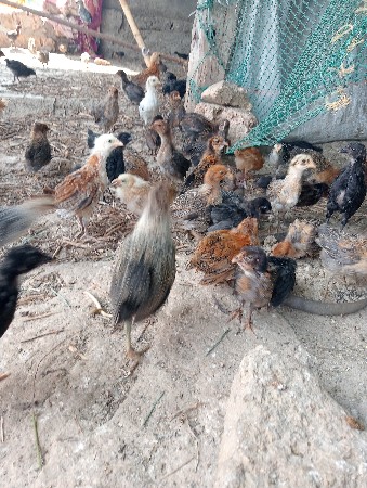 थंबनेल 2