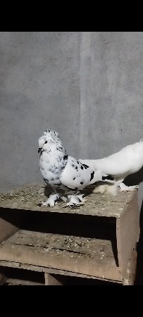 કબુતર દેવાના છે