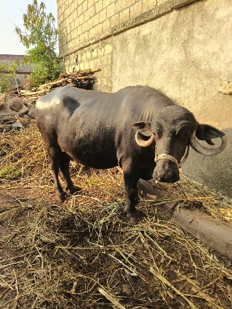 थंबनेल 2