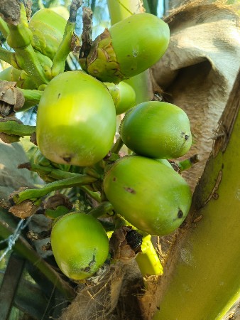 DT  વાનફેર