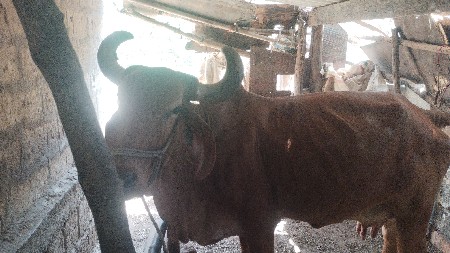 થંબનેલ 3