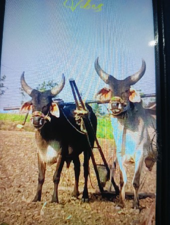 બળદ વેચવાનાછે