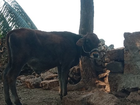 थंबनेल 3