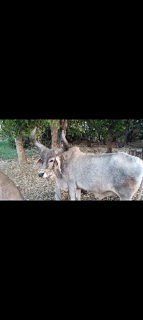 ફુલ જવાબદારી