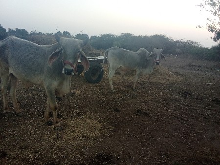 थंबनेल 2