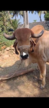 ગાય વેંચવા ની છે