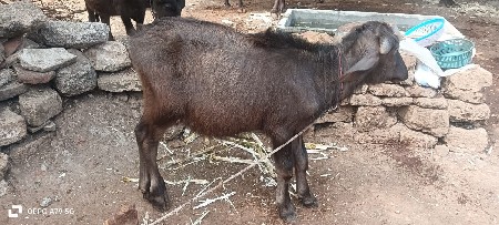 थंबनेल 3