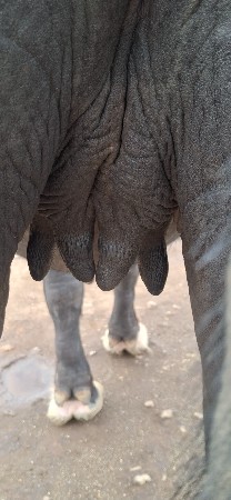 પેલુ વેતર