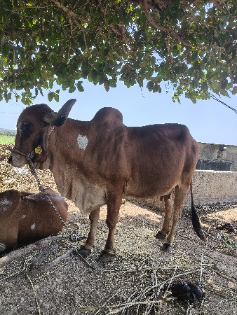 थंबनेल 3