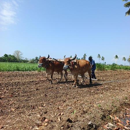 બીજી વાવણી વાહે કલીટ ચાલુ છે