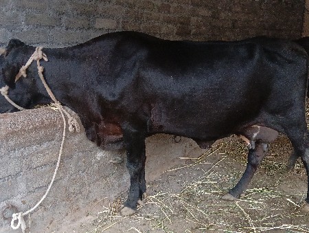 થંબનેલ 2