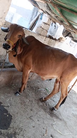 थंबनेल 3