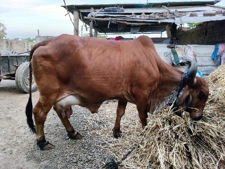 ગાય વેચવા ની છે