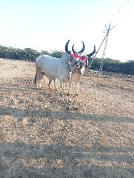 ગોડલા વેચવાના છે