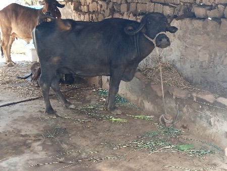 थंबनेल 3