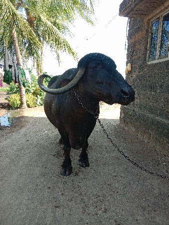 थंबनेल 3