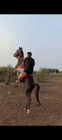 બેય ઘોડા દેય દેવાના સે તાત્કાલિક.