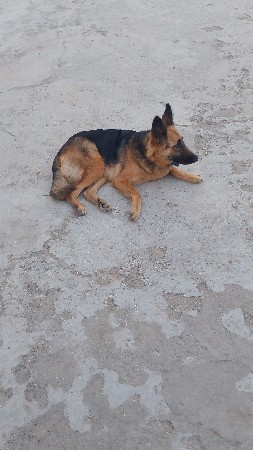 kutri vechava ni che