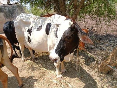 2 જર્સી 1 લાલ ગાય વેચવાની છે