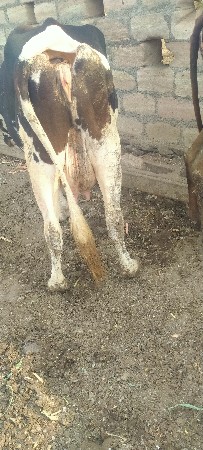 ગાય વેચવાની છે