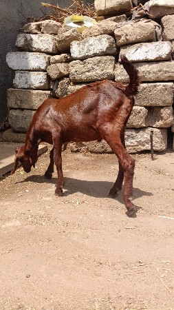 બકરો વેચવાનો છે દેશી છે