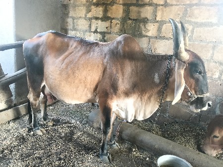 બીજુ વેતર 10 દીવસ કાસી