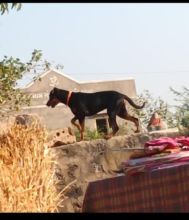 ડોબરમેન