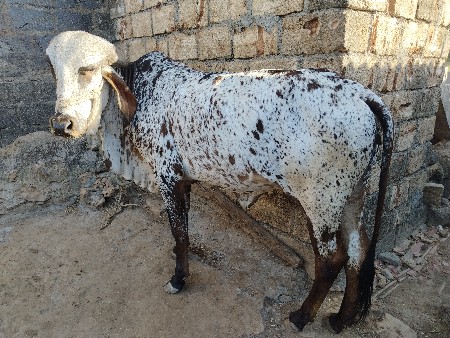 વાસડી ના સાટા કરવાના છે