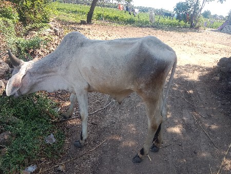 थंबनेल 2