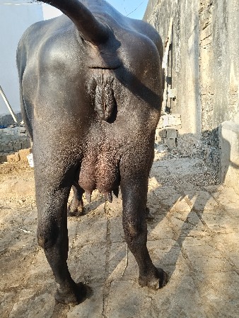 વેસવાનીસે