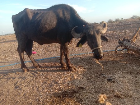 ખડેલીવેસાવસેસાડાતનવરસનૂસે
