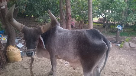 બળદ વેચવાનો છે  1