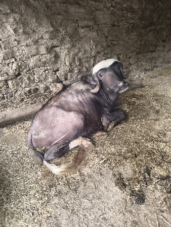 થંબનેલ 2