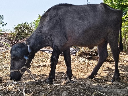1 વેતર ખડેલી