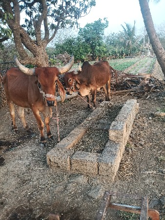 બળદ વેચવાના છે