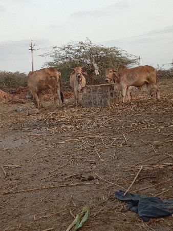 વાસડા વેચવાના છે