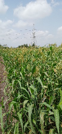 લીલી જુવાર નો સારો