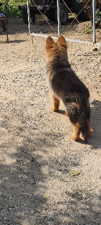 જર્મન શેફર્ડ