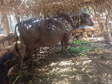 थंबनेल 2