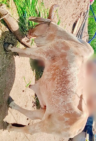 ...  દેશી ગોધલો વેંચવાનો   છે ...