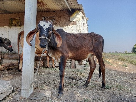 વેચવાની છે