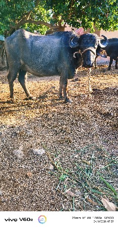 પેલ વેતર ખડેલી