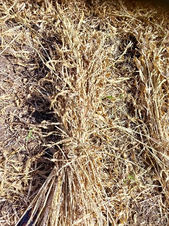 જુવાર ની નીરણ વહેંચવા ની છે