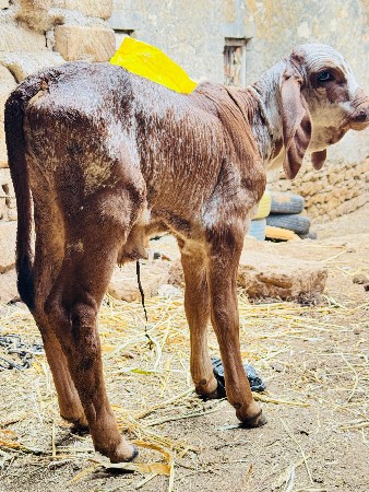 થંબનેલ 6