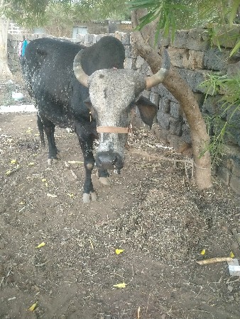 થંબનેલ 2