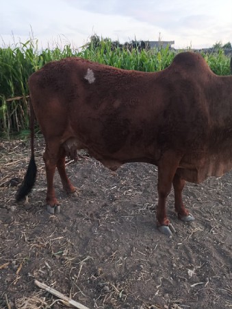 थंबनेल 2